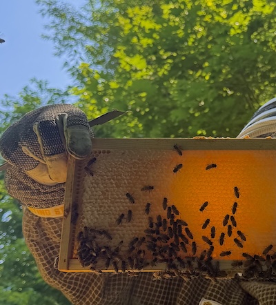 Honey frame photo from Dennis and Jada, a Young Beekeeper grantee