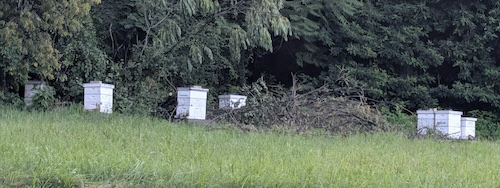 Damage to SBA apiary in July storm