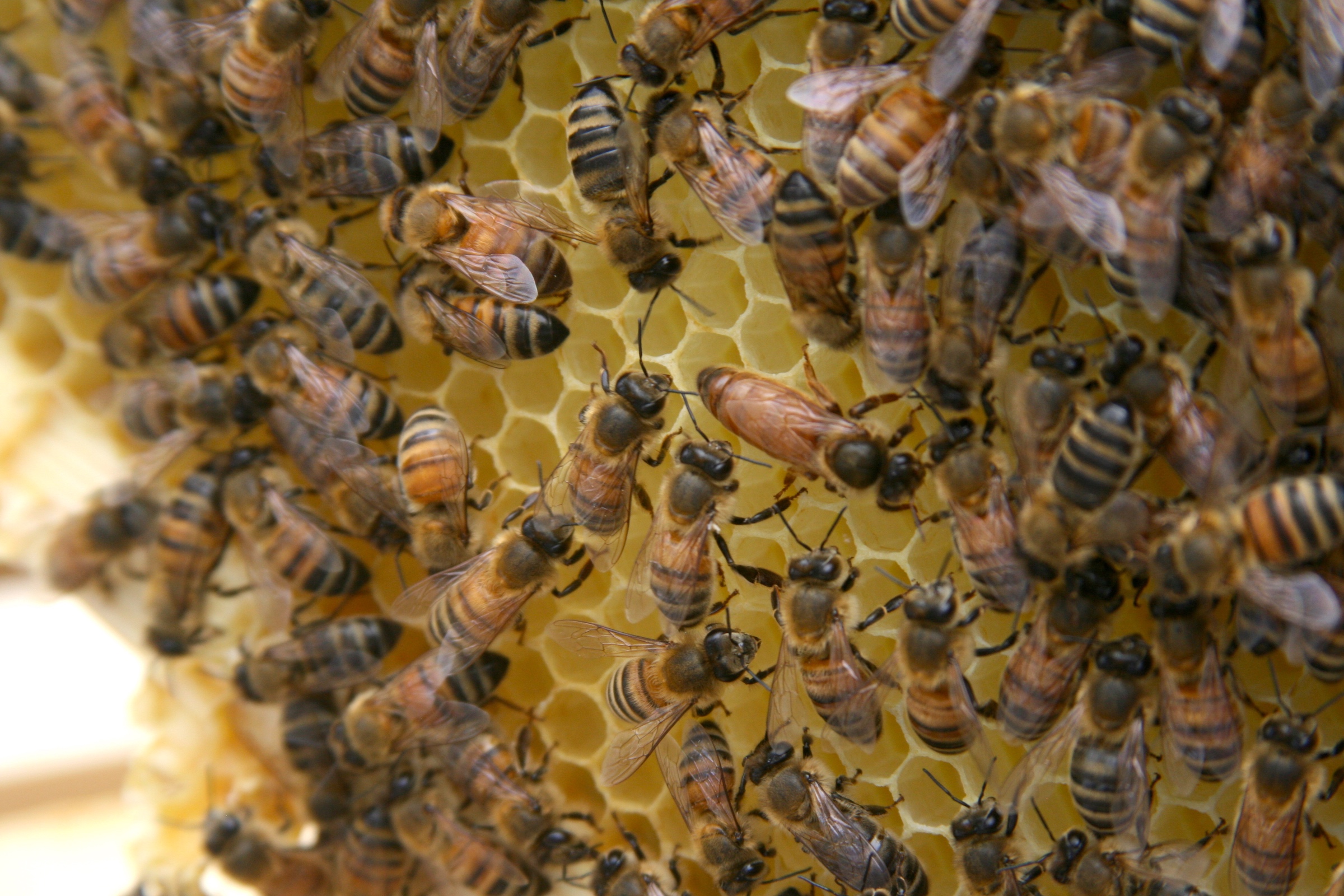 Queen bee on a frame with drawn comb, surrounded by many worker bees