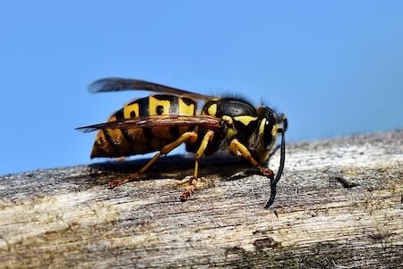 hornet