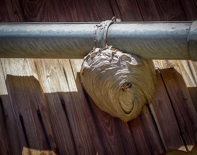 wasp nest